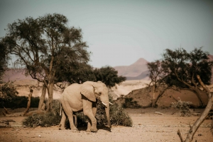 10 Day Discover Namibia Small Group Safari