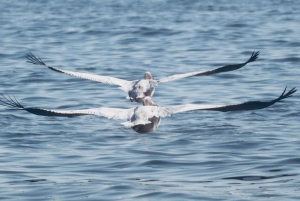 10 Days Taste of Namibia | Auto Tour Camping