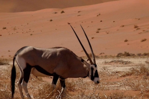 From Windhoek: Budget Sossusvlei Guided 2-Day Tour