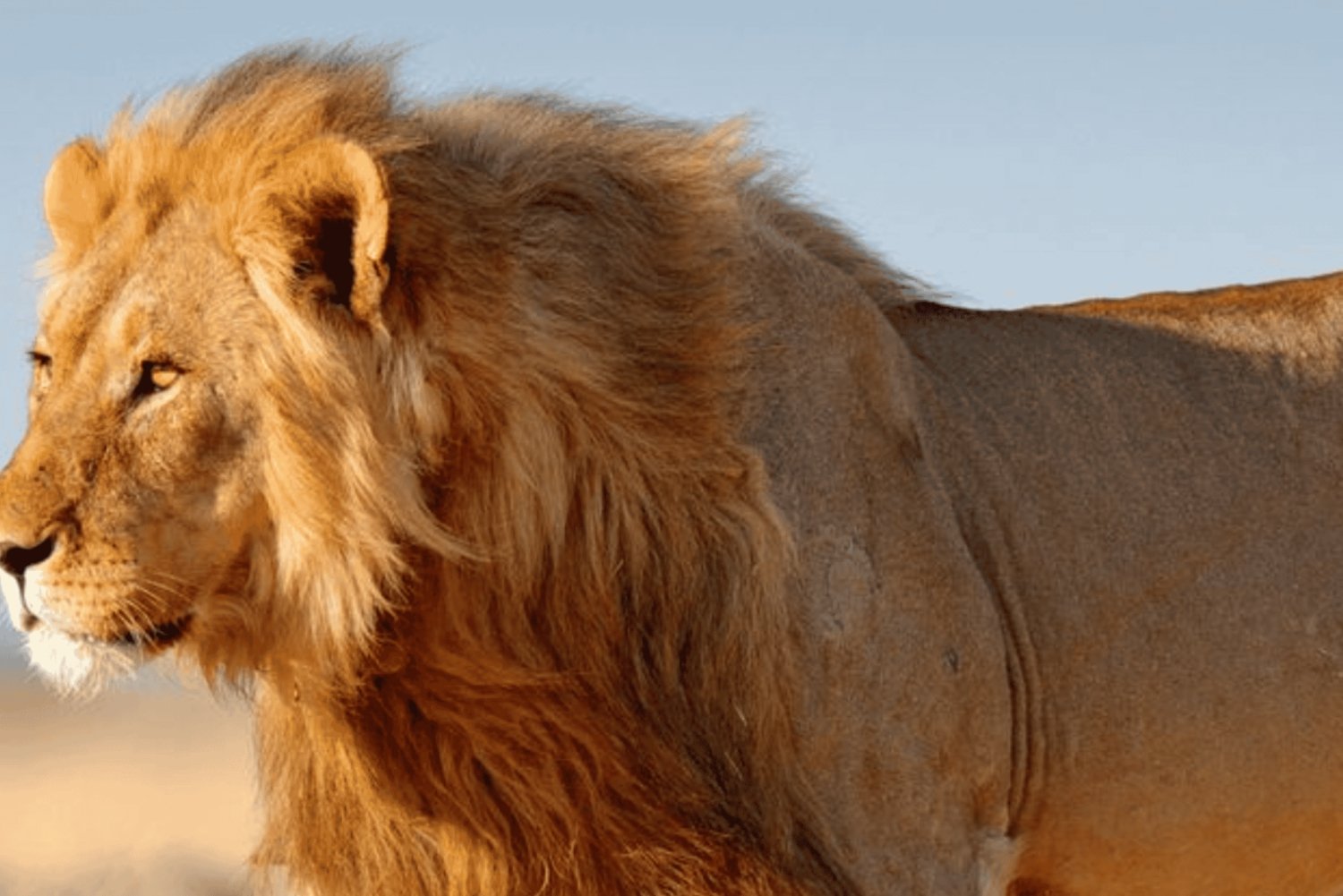 3-Day Etosha Safari Big Five Wildlife Experience