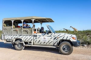 3-Day Etosha Safari Camp Gondwana from Windhoek