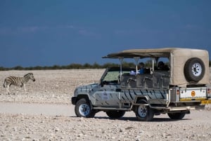 3-Day Etosha Safari Camp Gondwana from Windhoek