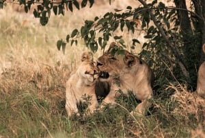 3-Day Etosha Safari Camp Gondwana from Windhoek