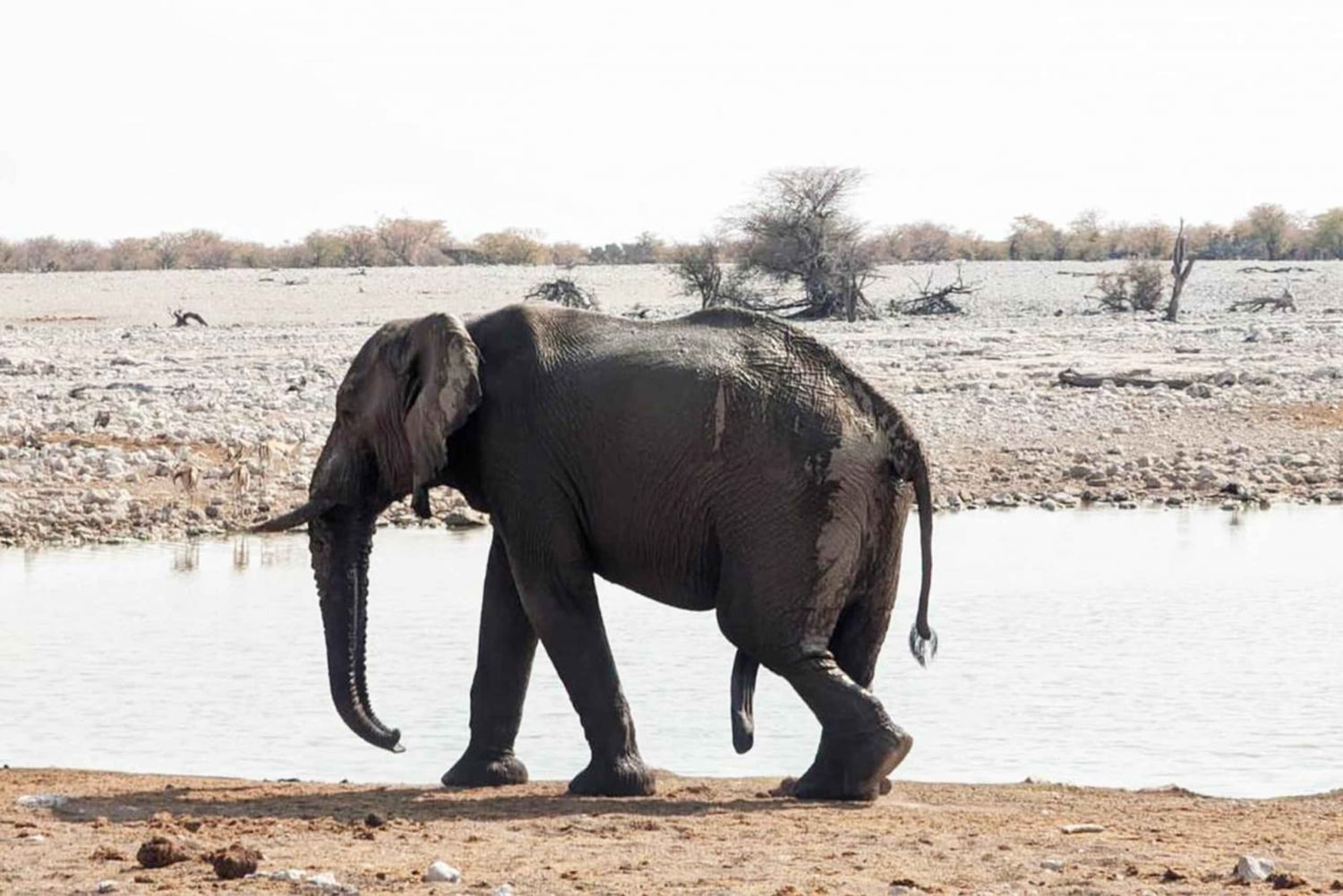 Sandwich Harbour Experience – Where Dunes Kiss the Ocean