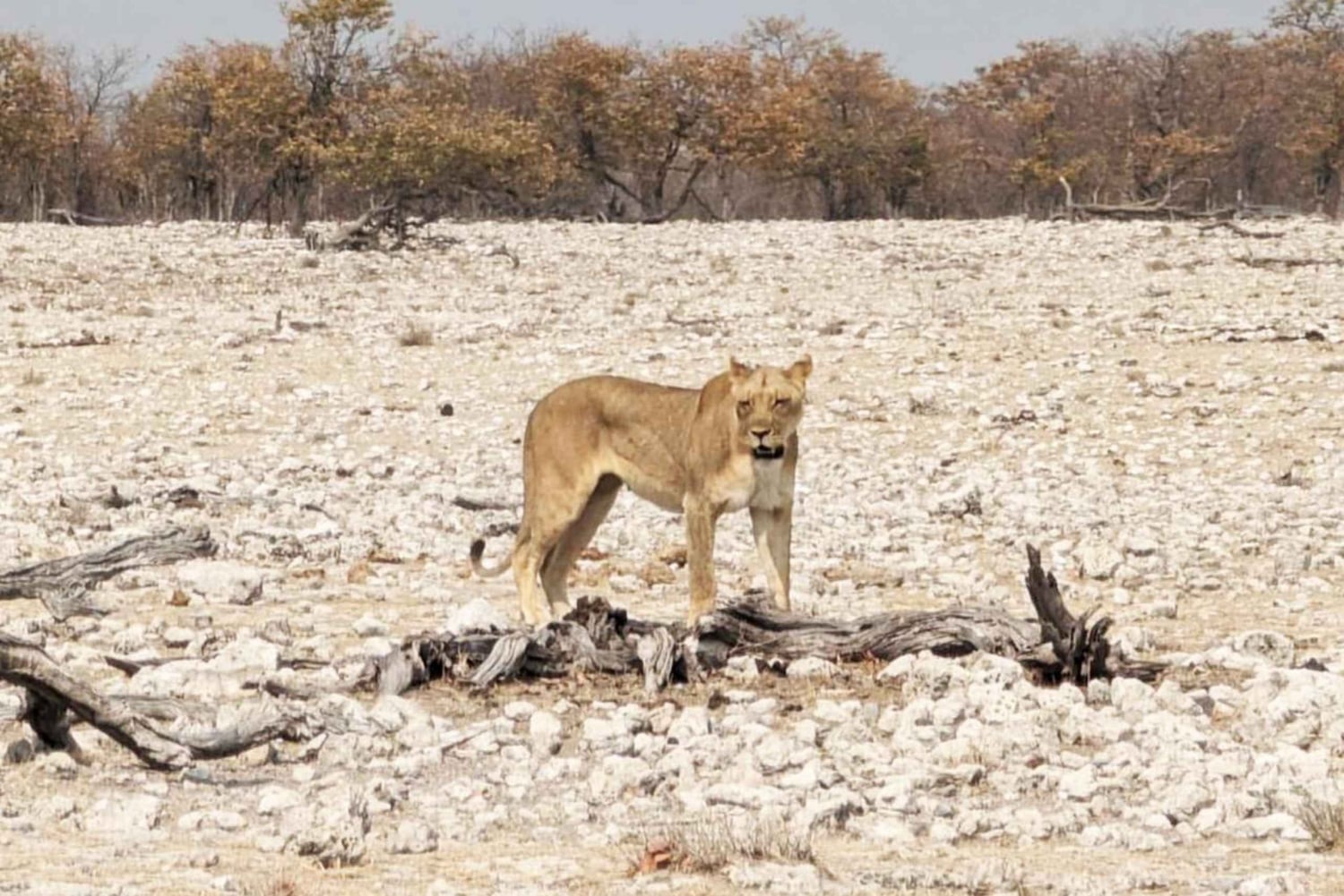 Sandwich Harbour Experience – Where Dunes Kiss the Ocean