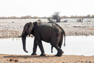 Sandwich Harbour Experience – Where Dunes Kiss the Ocean