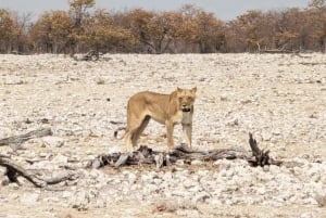 Sandwich Harbour Experience – Where Dunes Kiss the Ocean