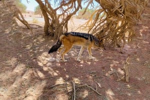 Sandwich Harbour Experience – Where Dunes Kiss the Ocean