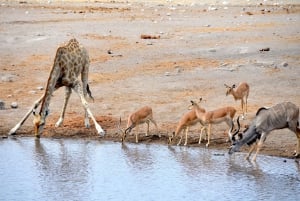 3 Days Etosha National Park; Self Drive Tour