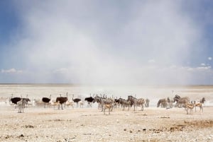 3 Days Etosha National Park; Self Drive Tour