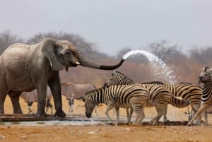 3 Days Etosha National Park; Self Drive Tour