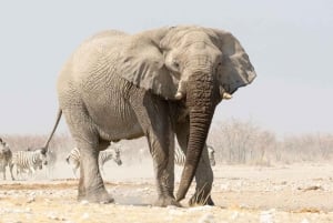 3 Days Etosha National Park; Self Drive Tour