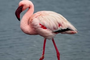 4 day Sossusvlei and Swakopmund Lodging