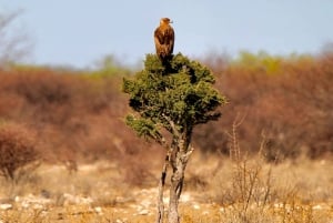 4 days Etosha National Park and Swakopmund Lodging