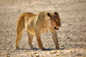 4 days Etosha National Park and Swakopmund Lodging