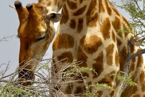 4 days Etosha National Park and Swakopmund Lodging