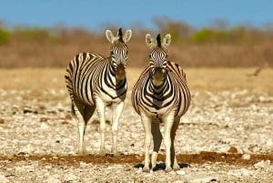 4 days Etosha National Park and Swakopmund Lodging