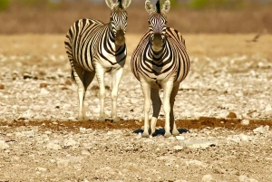 4 days Etosha National Park and Swakopmund Lodging