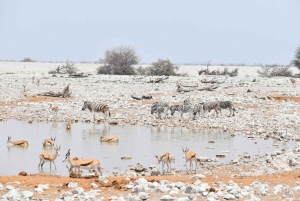 7-Day Self-Drive Around Namibia Mid-Range Tour