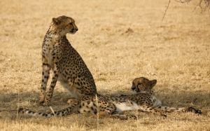 African Profile Safaris