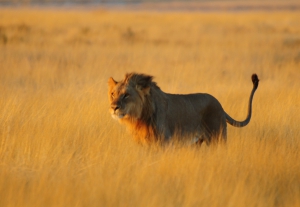 African Profile Safaris
