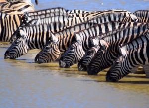 African Profile Safaris