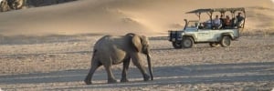African Profile Safaris