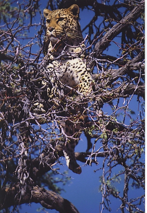 African Profile Safaris