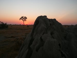 African Profile Safaris