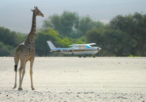 African Profile Safaris