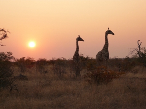 African Profile Safaris