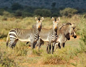 Best Lodges in Namibia