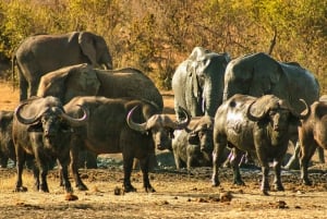 BBQ/Braii Safari Game Drive next to waterhole in Chamabondo