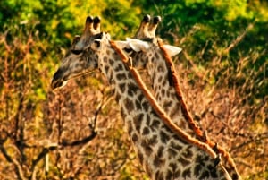 BBQ/Braii Safari Game Drive next to waterhole in Chamabondo