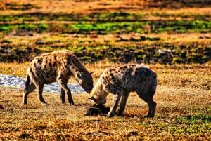 BBQ/Braii Safari Game Drive next to waterhole in Chamabondo