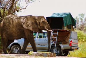 Bocian Guided Safaris