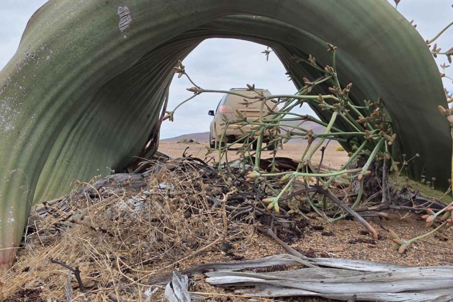 Cape Cross, Seals and River Desert Nature Tour [New Route]