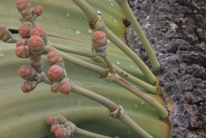 Cape Cross, Seals and River Desert Nature Tour [New Route]