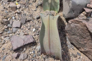 Cape Cross, Seals and River Desert Nature Tour [New Route]