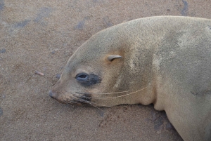 Cape Cross, Seals and River Desert Nature Tour [New Route]