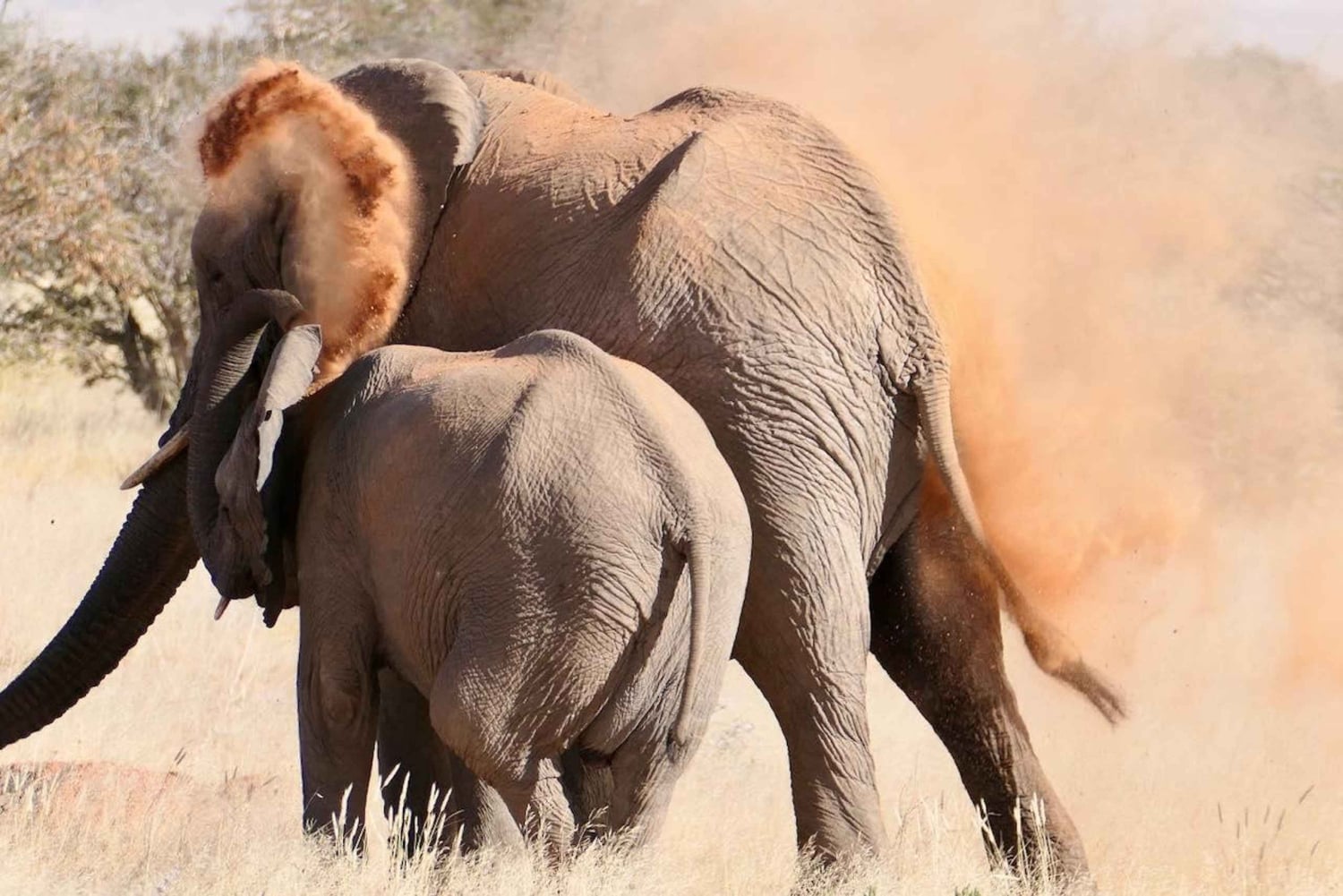 Damaraland: 3-Day Elephant & Brandberg Adventure Tour