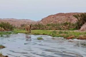 Damaraland: 3-Day Elephant & Brandberg Adventure Tour