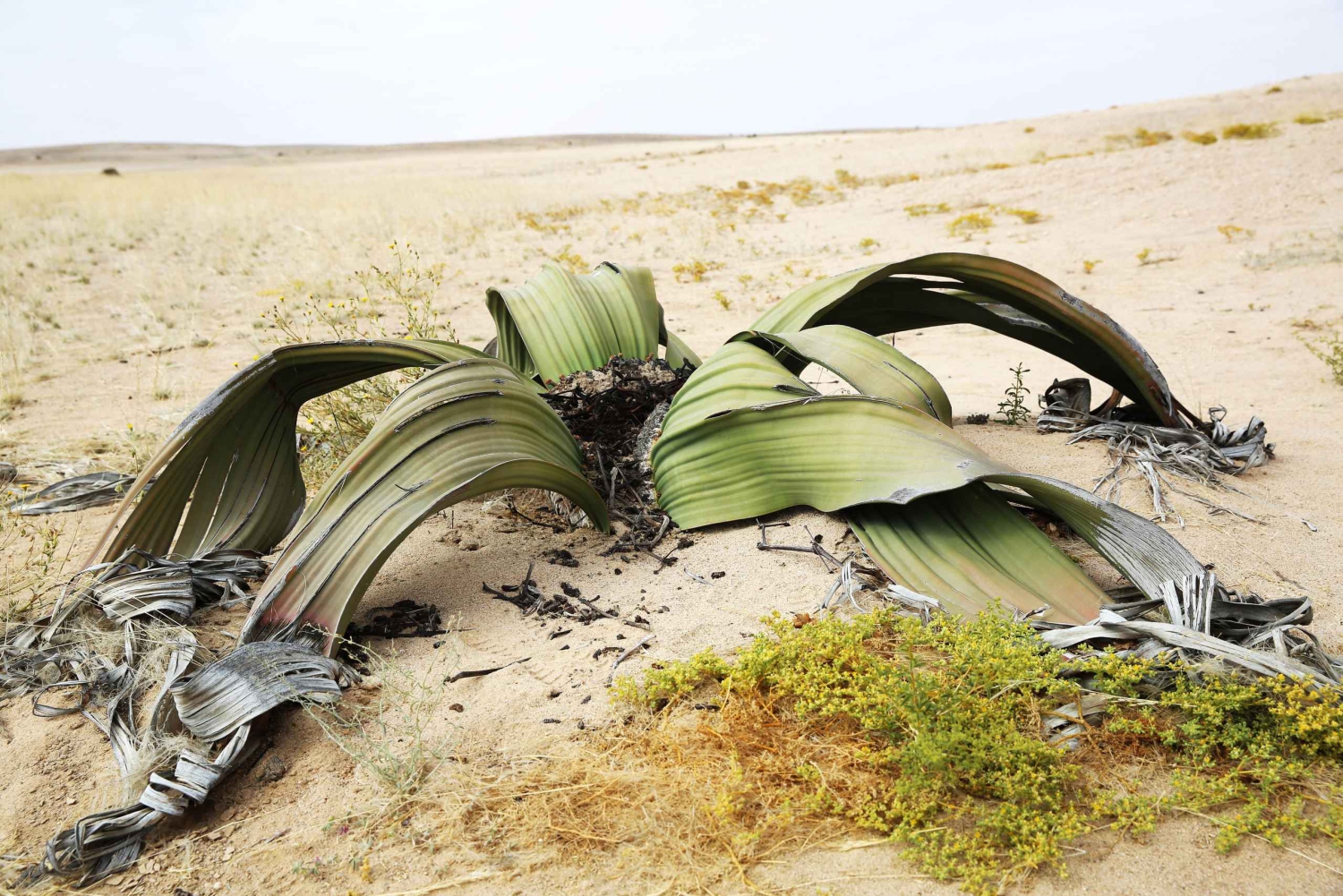 Desert Moonlandscape Tour: Explore Namibia’s mystic terrain