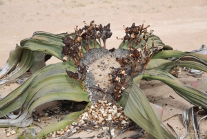 Desert Moonlandscape Tour: Explore Namibia’s mystic terrain