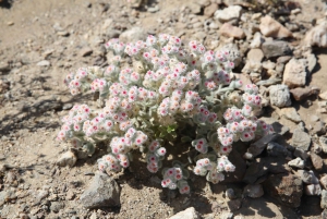 Desert Moonlandscape Tour: Explore Namibia’s mystic terrain