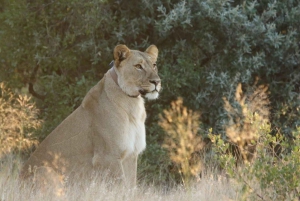 Discover the Roots of N/a'anku sê - A day trip from Windhoek