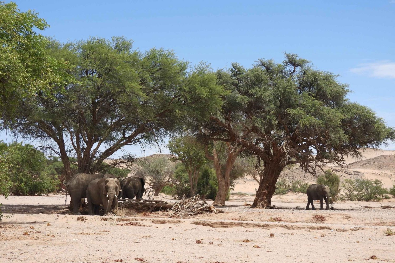 Elephant Adventure with Herson - a native of Damaraland