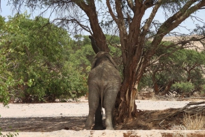 Elephant Adventure with Herson - a native of Damaraland