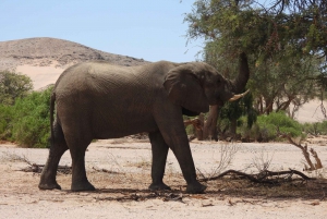 Elephant Adventure with Herson - a native of Damaraland