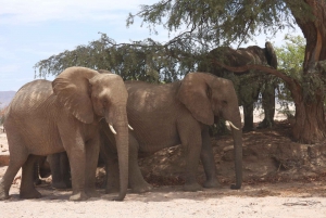 Elephant Adventure with Herson - a native of Damaraland